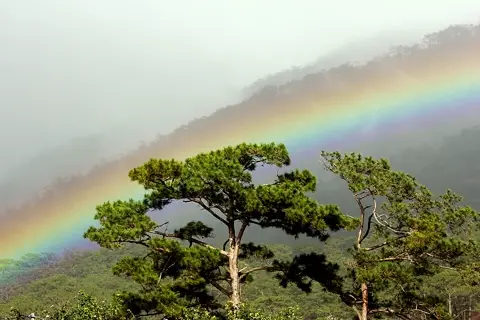 Rừng thông Bidoup – Núi Bà