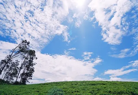Đồi chè Cầu Đất Đà Lạt