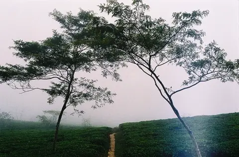 Đường và đồi chè Cầu Đất