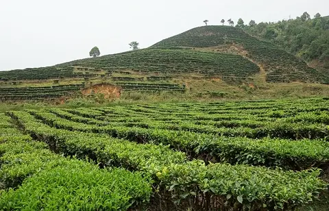 Đồi chè trải nghiệm
